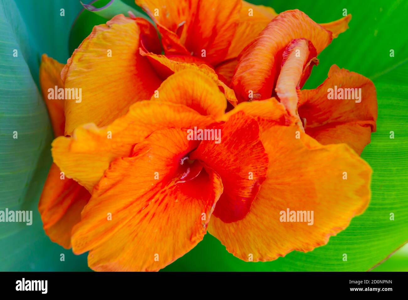 Canna flower also called canna lily in the garden Stock Photo Alamy