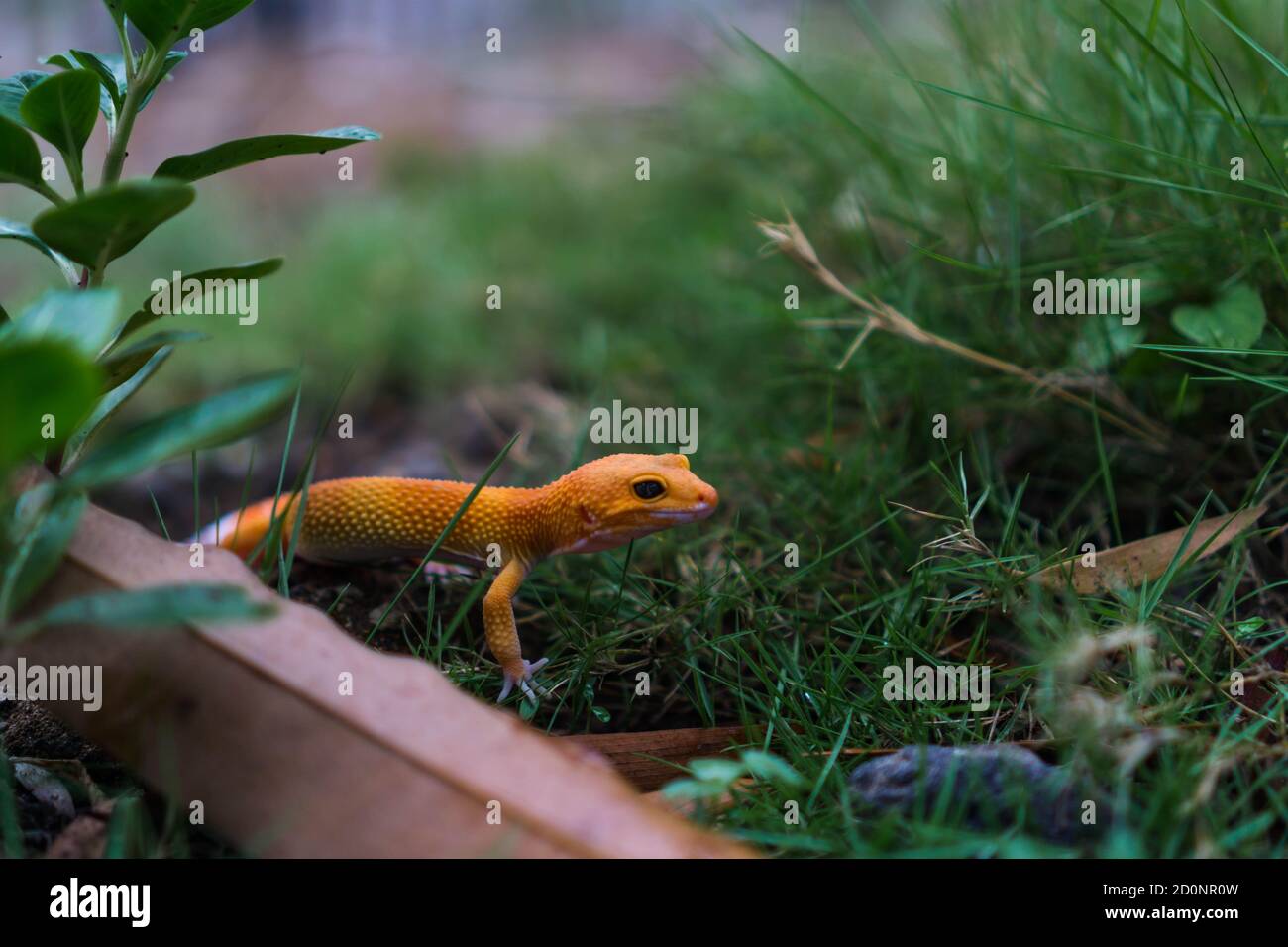 Common leopard geckos are one of the most popular lizard pets. They are