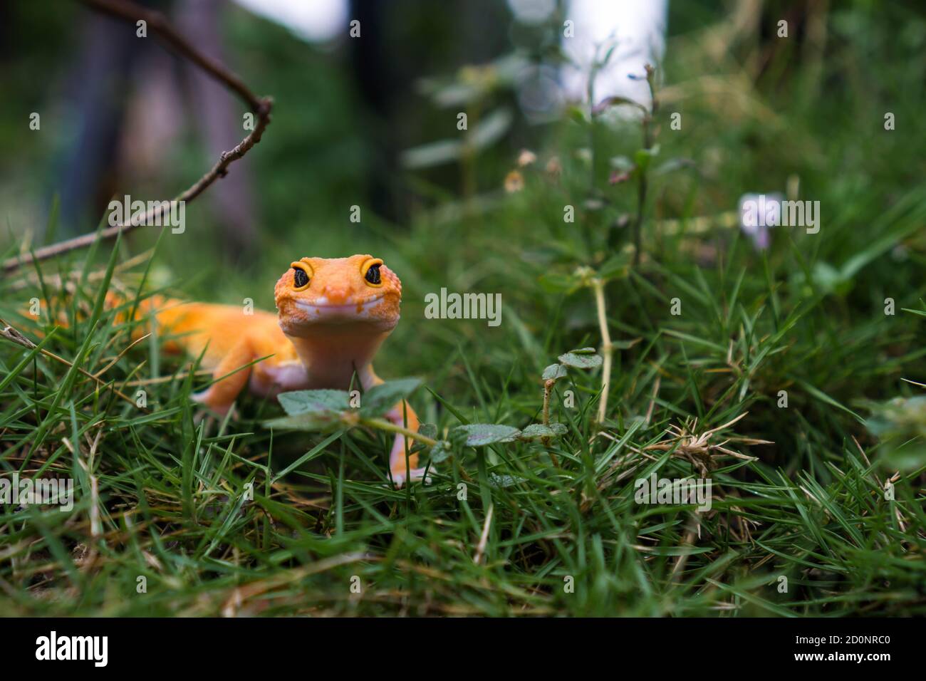 Common leopard geckos are one of the most popular lizard pets. They are