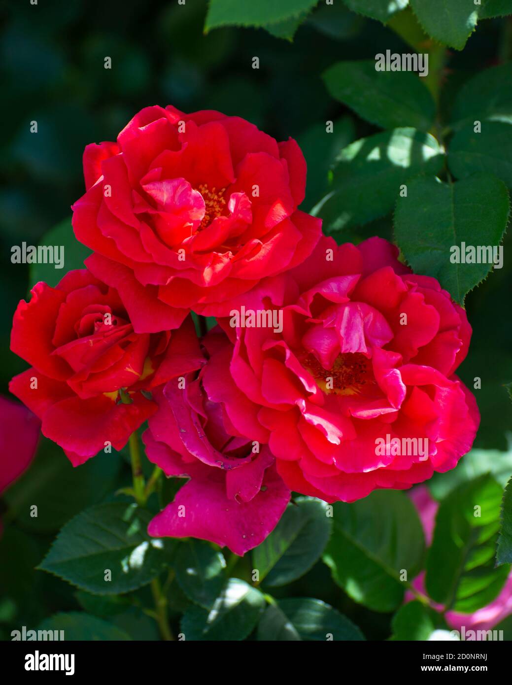 Beautiful red blooming roses hi-res stock photography and images - Alamy
