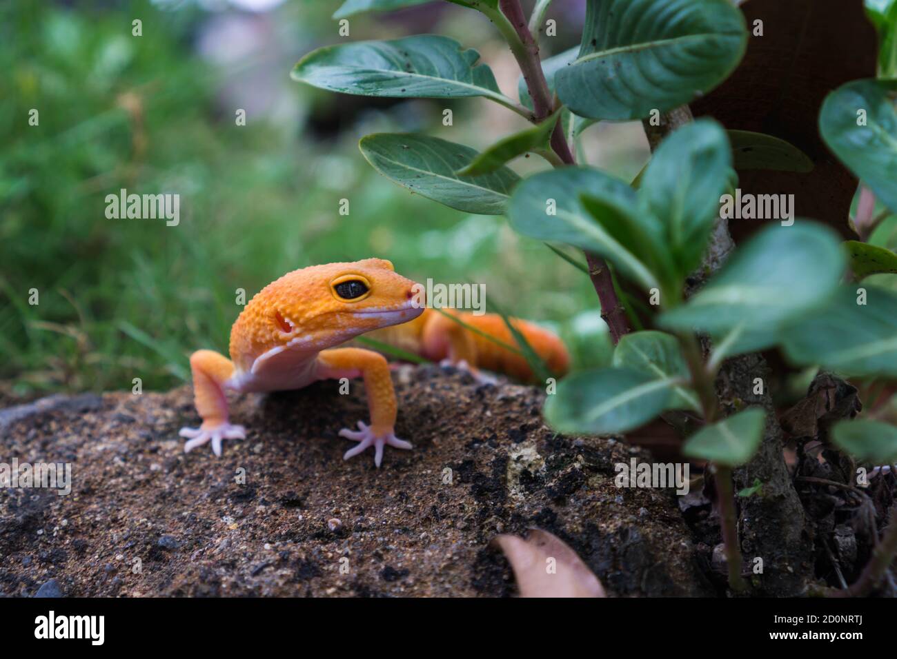 Common leopard geckos are one of the most popular lizard pets. They are