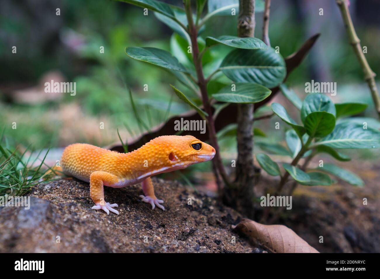 Common leopard geckos are one of the most popular lizard pets. They are