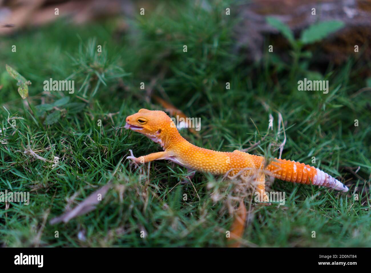 Common leopard geckos are one of the most popular lizard pets. They are