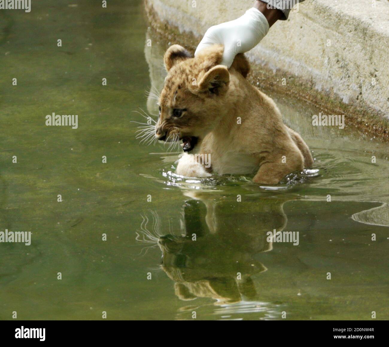 National zoo animal keeper hires stock photography and images Alamy(02)