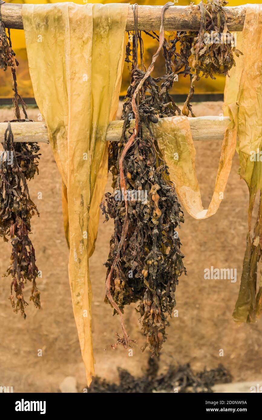 The Process Of Dehydration Of Seaweed Laminaria Japonica Stock Photo Alamy The Process Of Dehydration Of Seaweed Laminaria Japonica Stock Photo Alamy