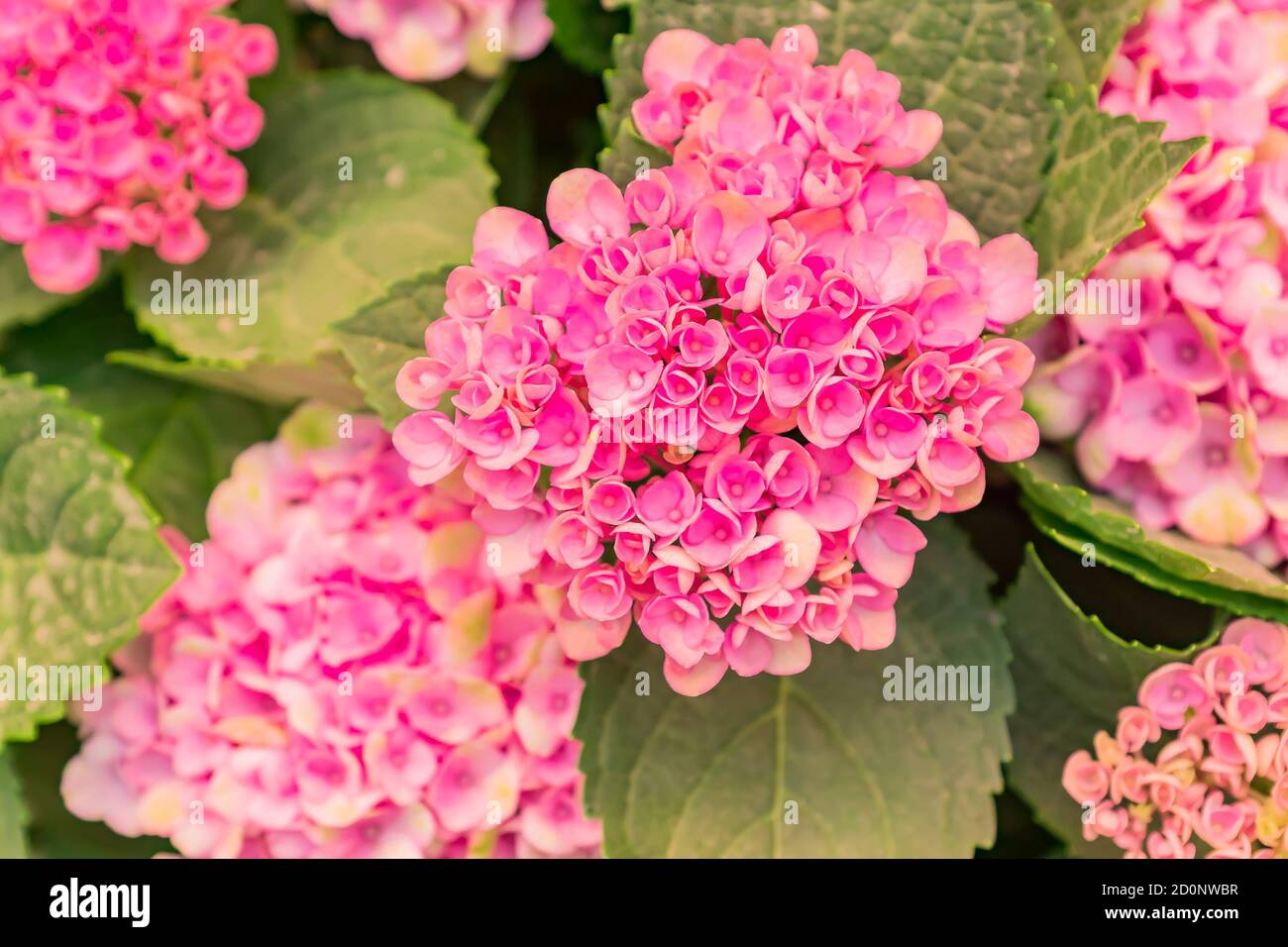 beautiful blooming pink hydrangea flowers background Stock Photo - Alamy