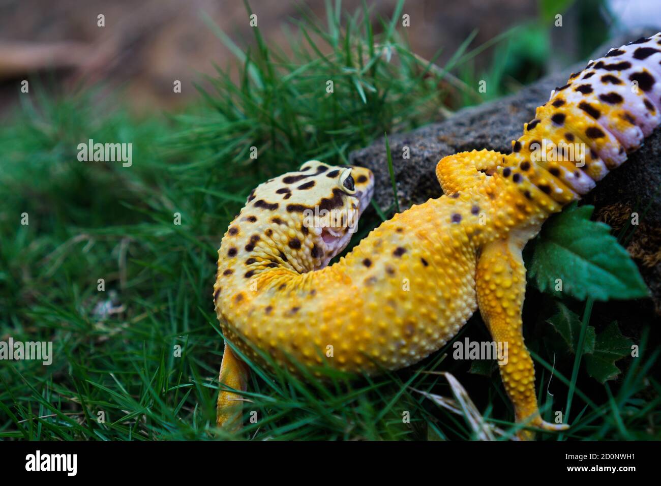 Common leopard geckos are one of the most popular lizard pets. They are