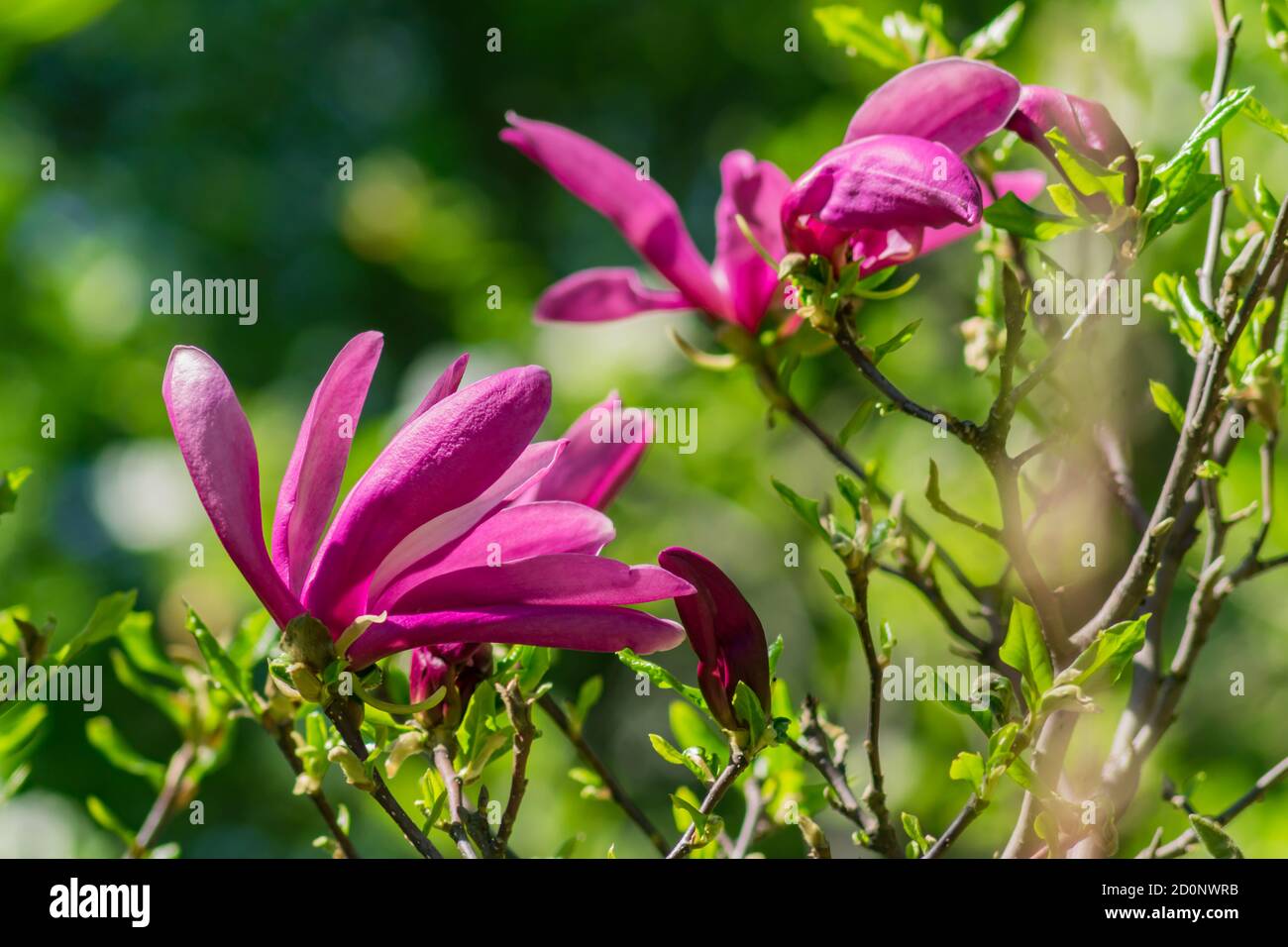 Close up of bright blooming pink magnolia tree in the garden Stock ...