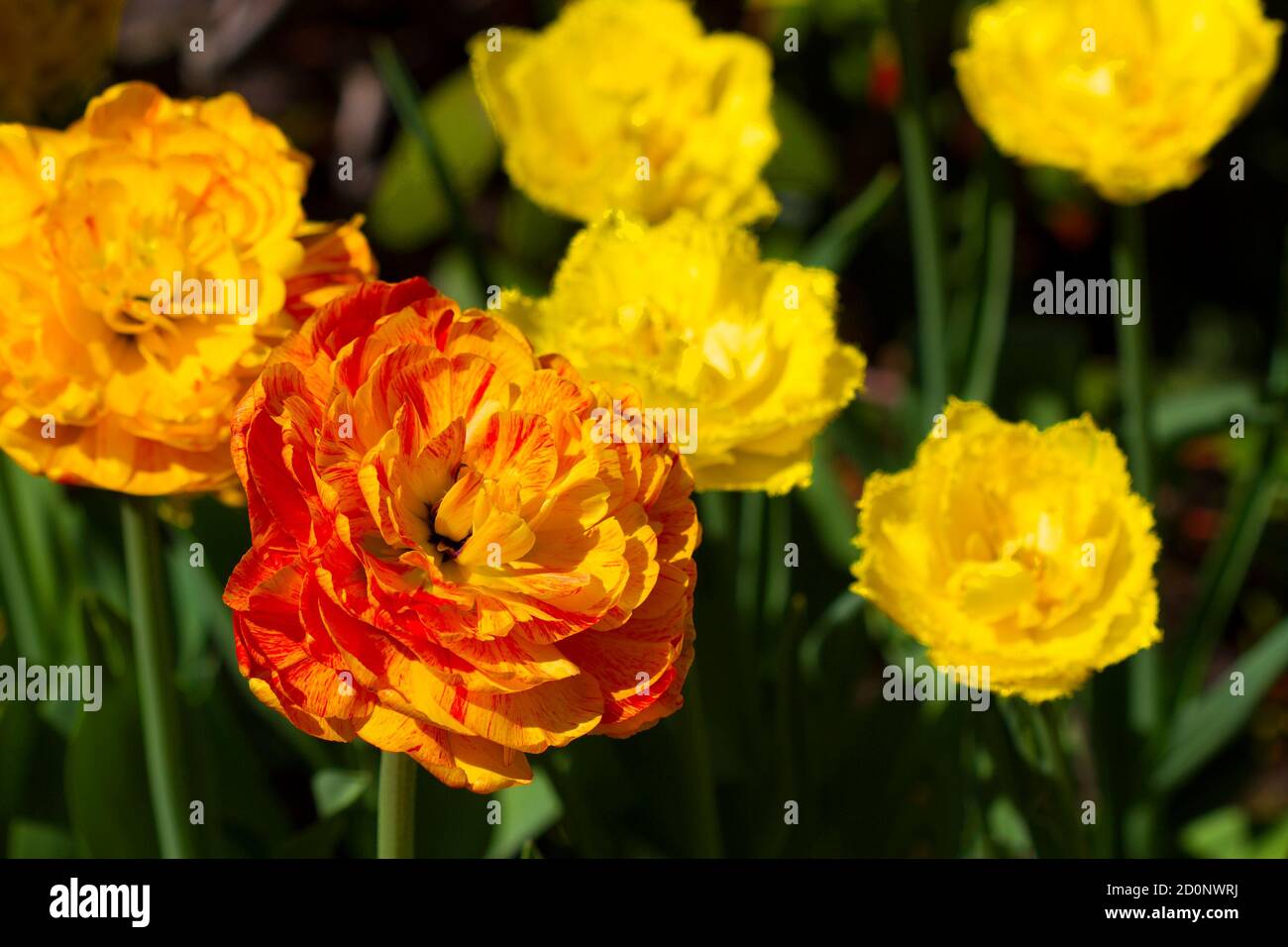 Beautiful blossoming yellow tulips in the garden Stock Photo - Alamy