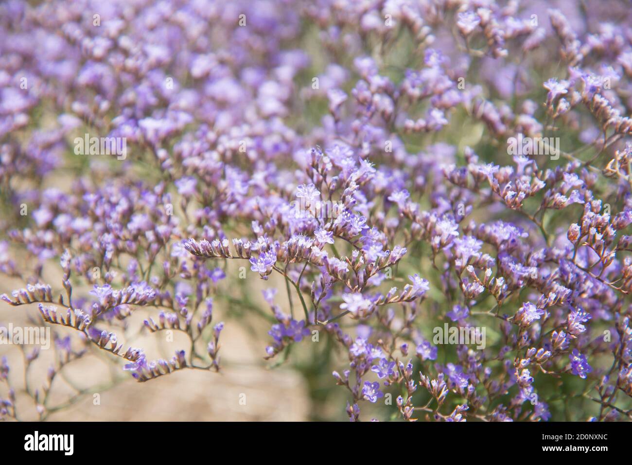 Kermek broadleaf/Limonium platyphyllum flowers background Stock Photo