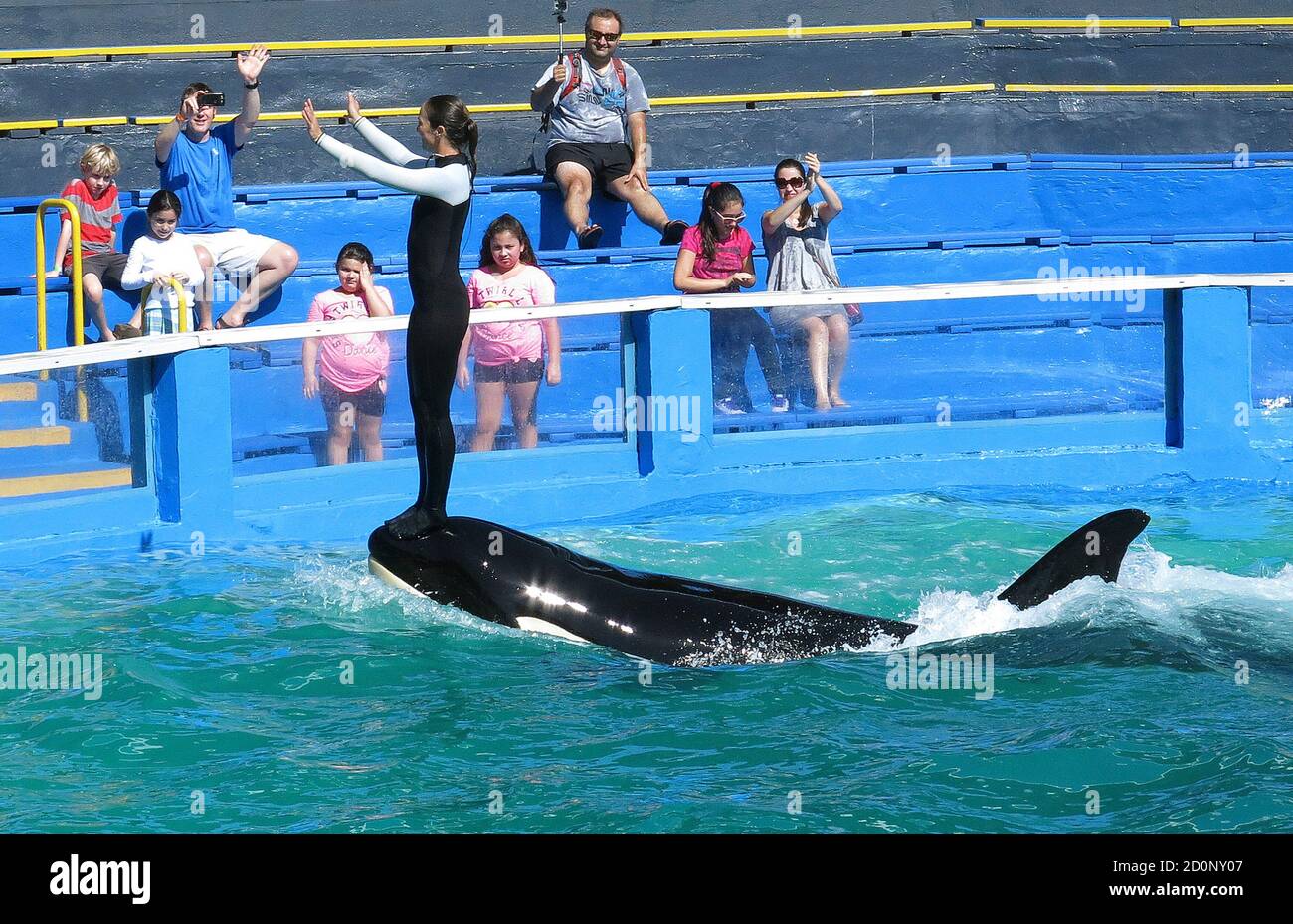 Lolita the Killer Whale and a trainer perform during a show at the Miami  Seaquarium in Miami January 21, 2015. In the coming days the National  Oceanic and Atmospheric Administration will decide