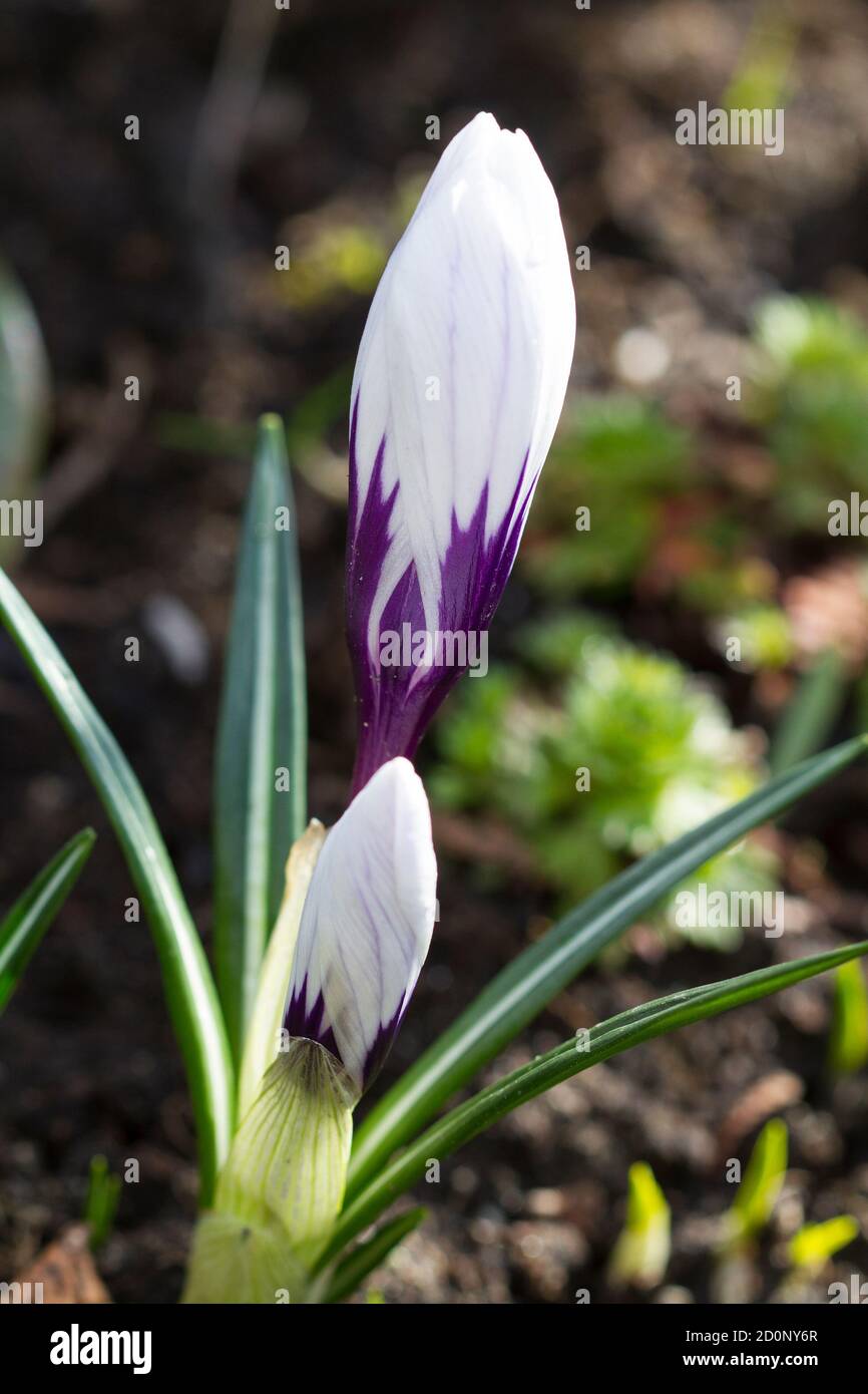Beautiful colorful flowers in spring hi-res stock photography and ...
