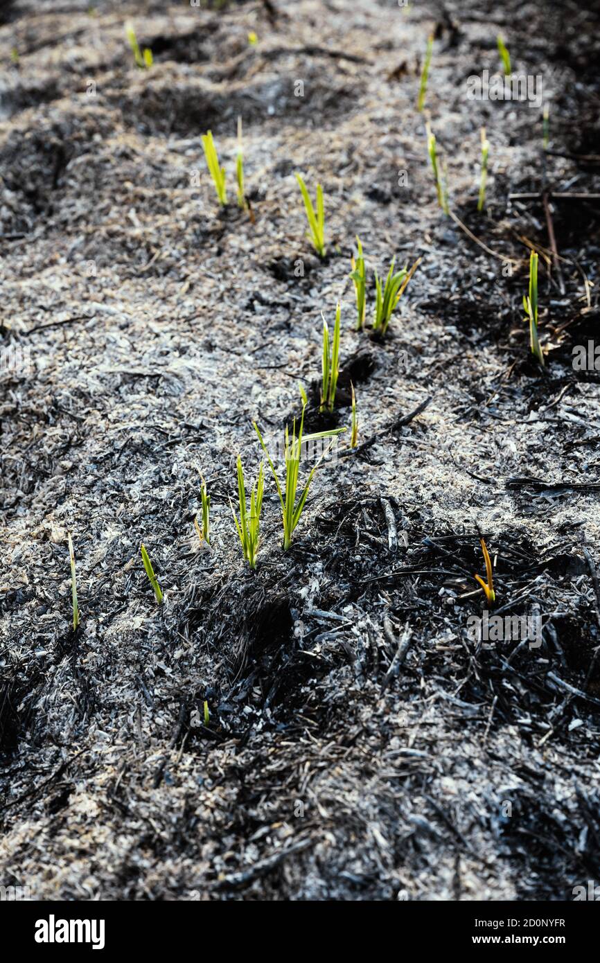 Green young grasses grow from ashcovered burnt soil Stock Photo Alamy