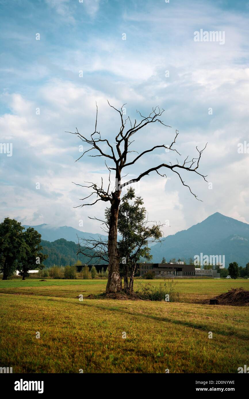 A bizarre dead and a small new tree stands on a field in the background are mountains. Stock Photo