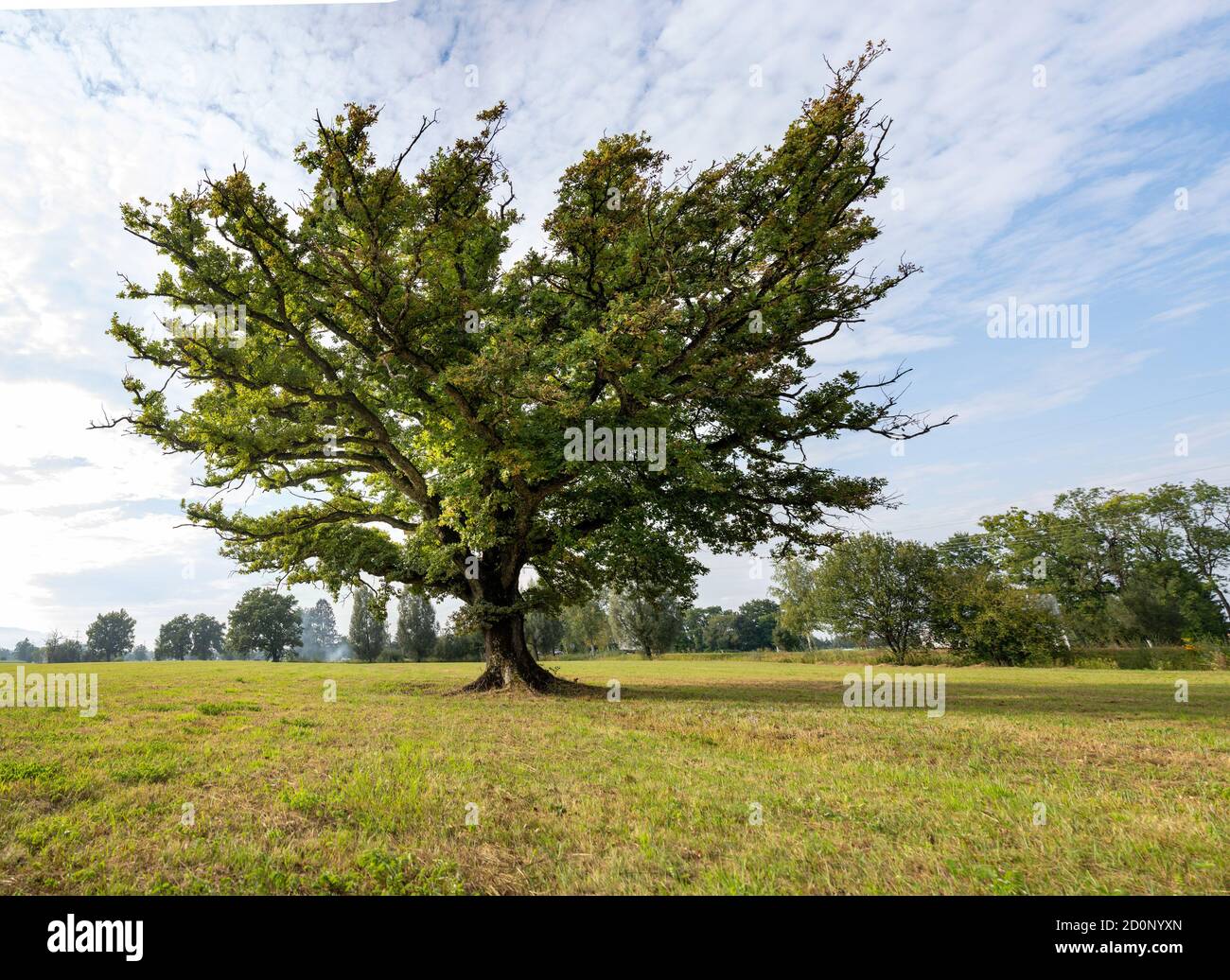 A single magnificent oak tree stands on a green meadow in the sunlight of late summer Stock