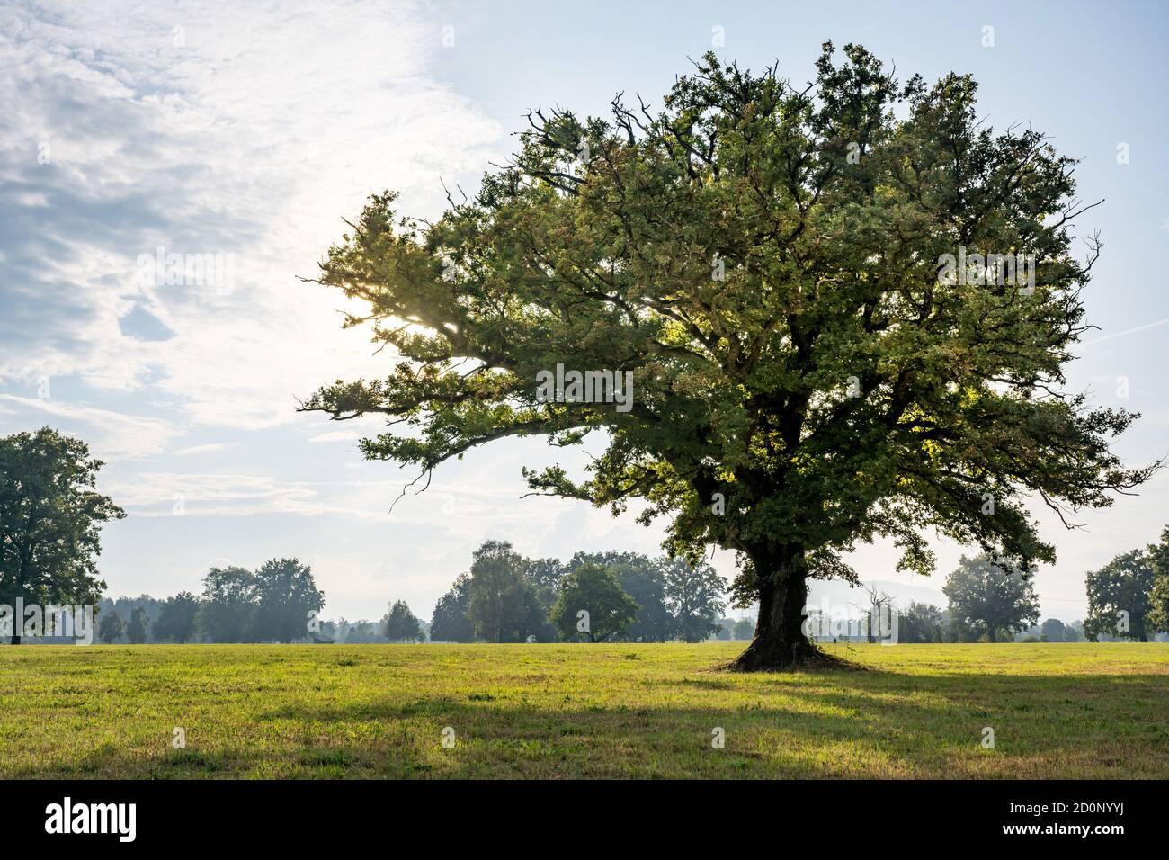 Back lit oak tree hires stock photography and images Alamy