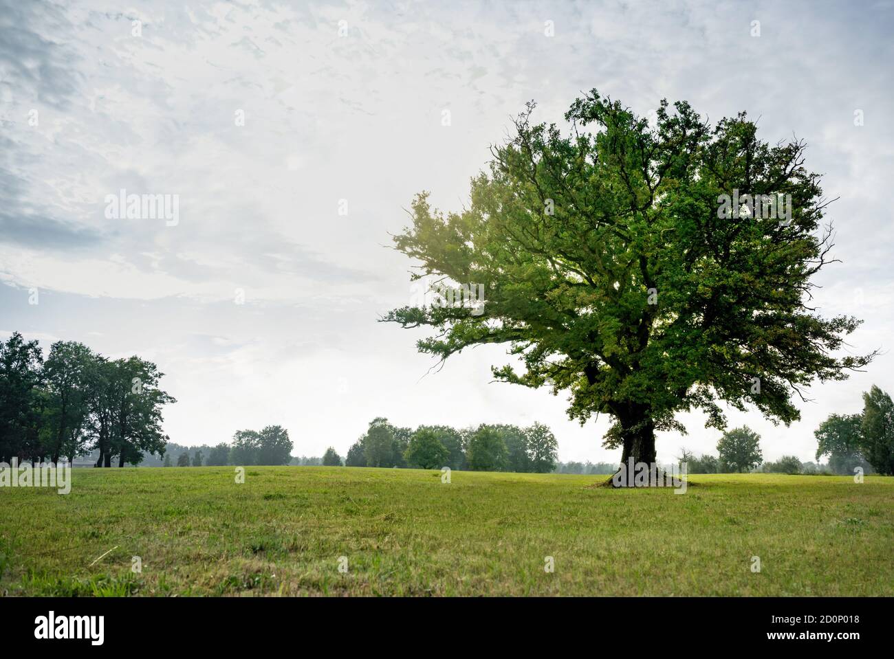 A single magnificent oak tree stands on a green meadow in the sunlight of late summer. Stock Photo