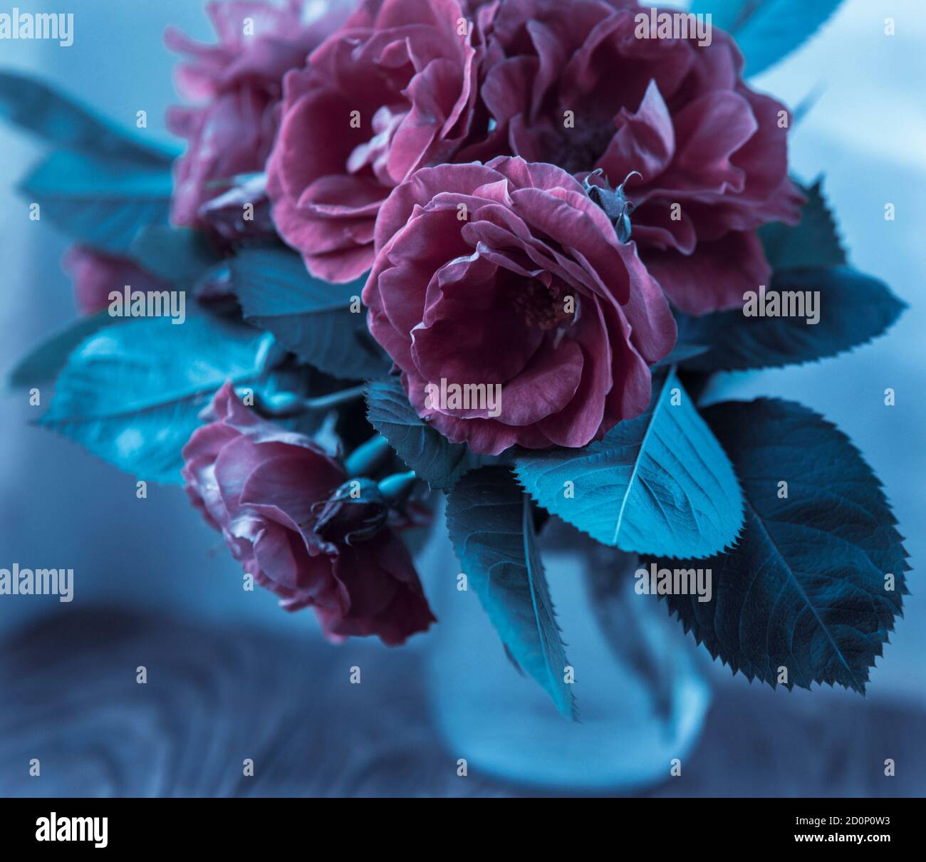 Styled Roses Styled roses hi-res stock photography and images - Alamy
