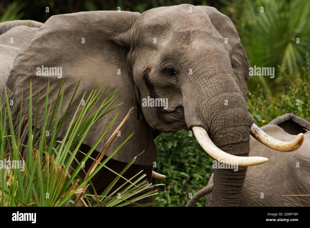 The temporal gland can often be seen, as with this matriarch, and is often a sign of excitement. With elephants this can be from social interaction Stock Photo