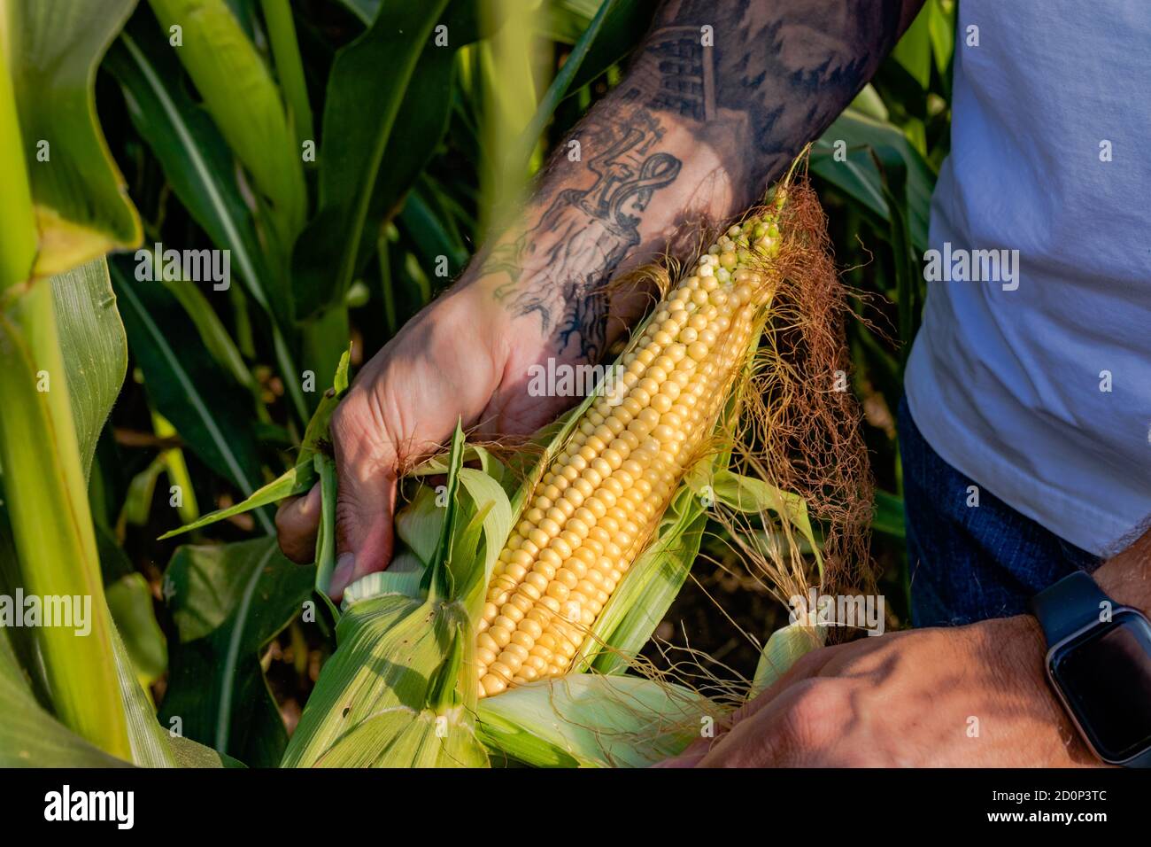 Farmer standing in corn field inspecting corn cobs and silk to be sure if it is