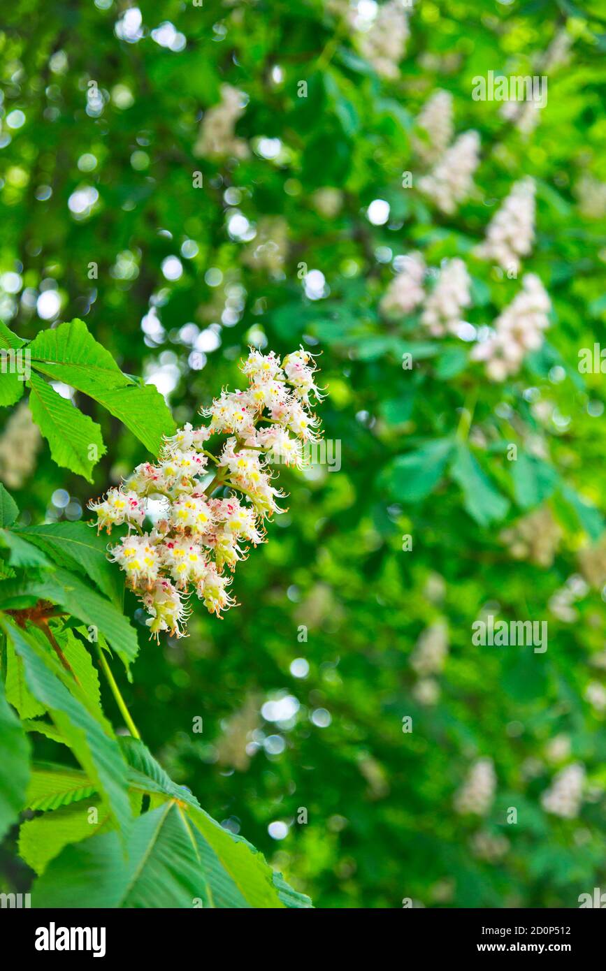 Nature background with blooming chestnut in spring park Stock Photo - Alamy
