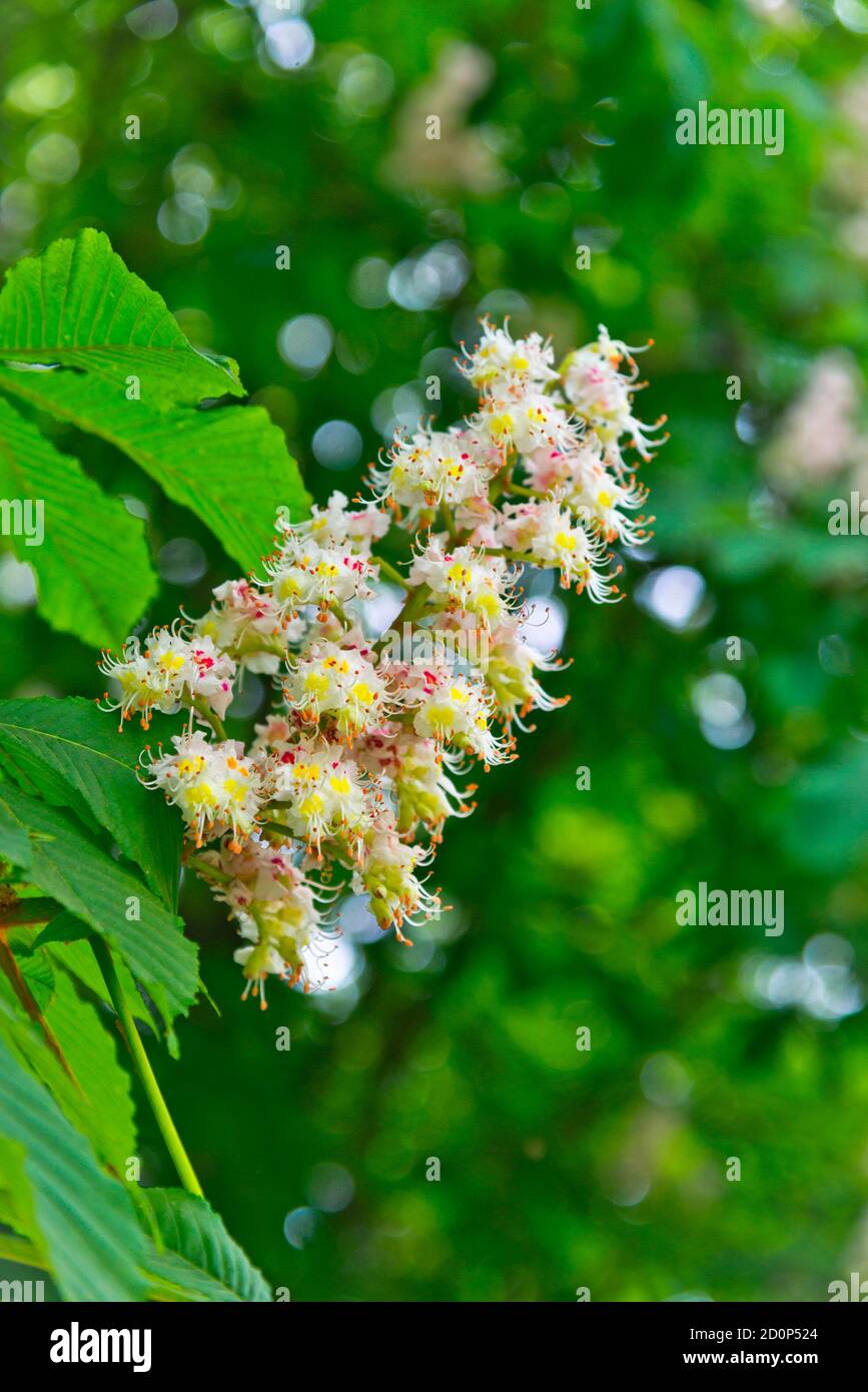 Nature background with blooming chestnut in spring park Stock Photo - Alamy