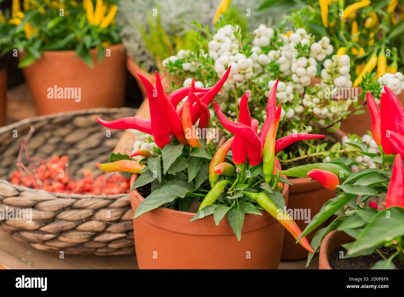 Small red jalapeno peppers grow in clay pots. Farm Organic Vegetables Stock  Photo - Alamy