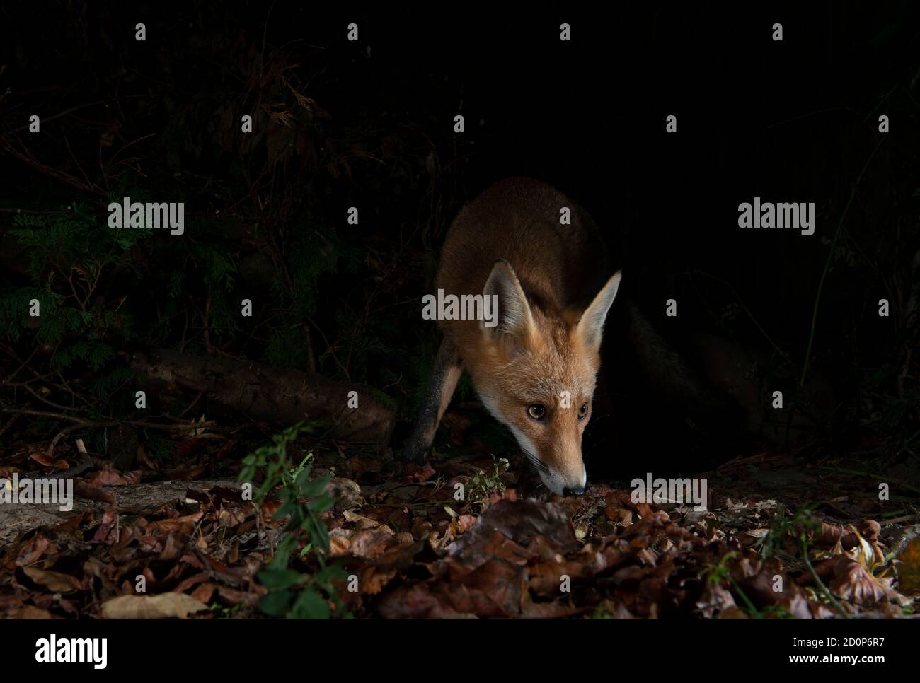 Fox at night sniffing the ground, nose down on dead leaves coming out of the darkness, head in light body in shadows black background Stock Photo