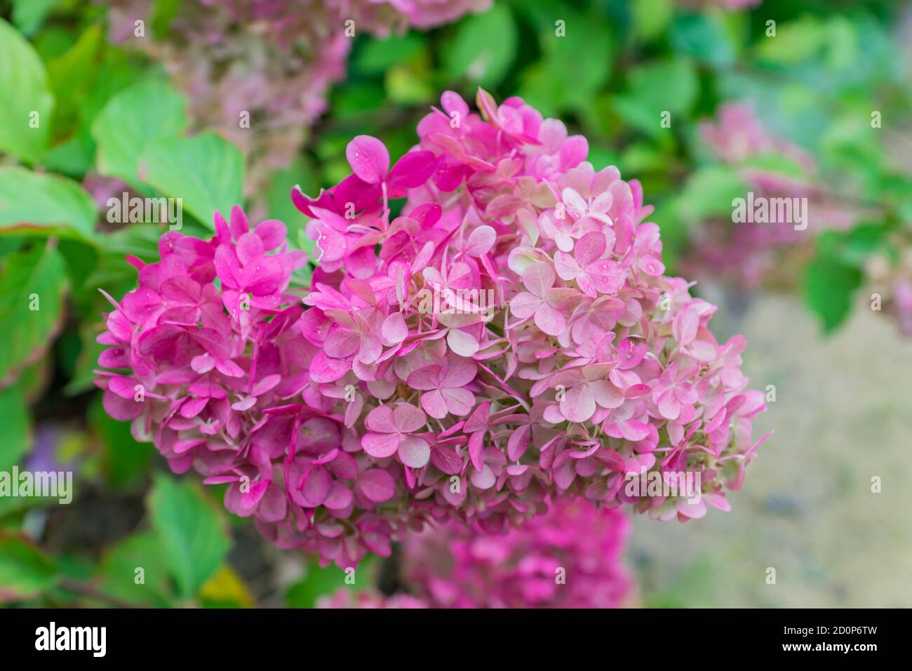 beautiful blooming pink hydrangea flowers background Stock Photo - Alamy