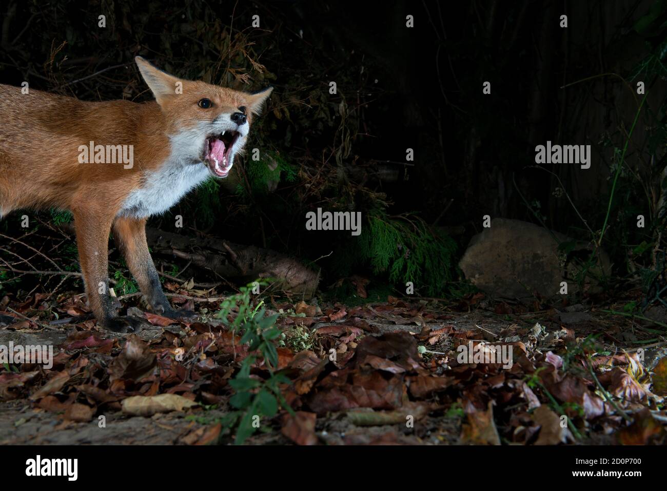 Fox at night standing with mouth open and ears slightly back in warning position, half body showing Stock Photo