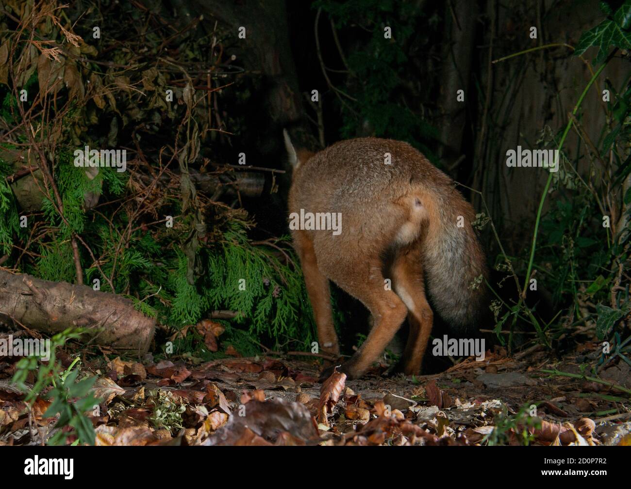 Fox walking away from camera to show rear view tail and and testicles Stock Photo