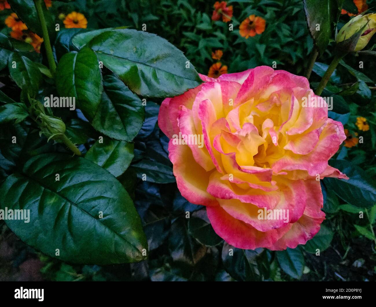 Beautiful pink flower of rose - woody perennial flowering plant Stock Photo