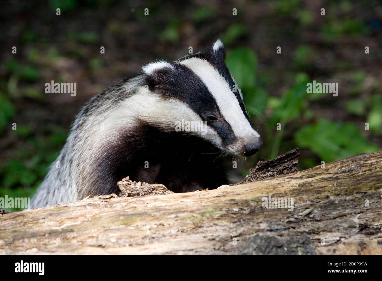 Meles Rulo European Badger, meles meles, Normandy Stock Photo - Alamy