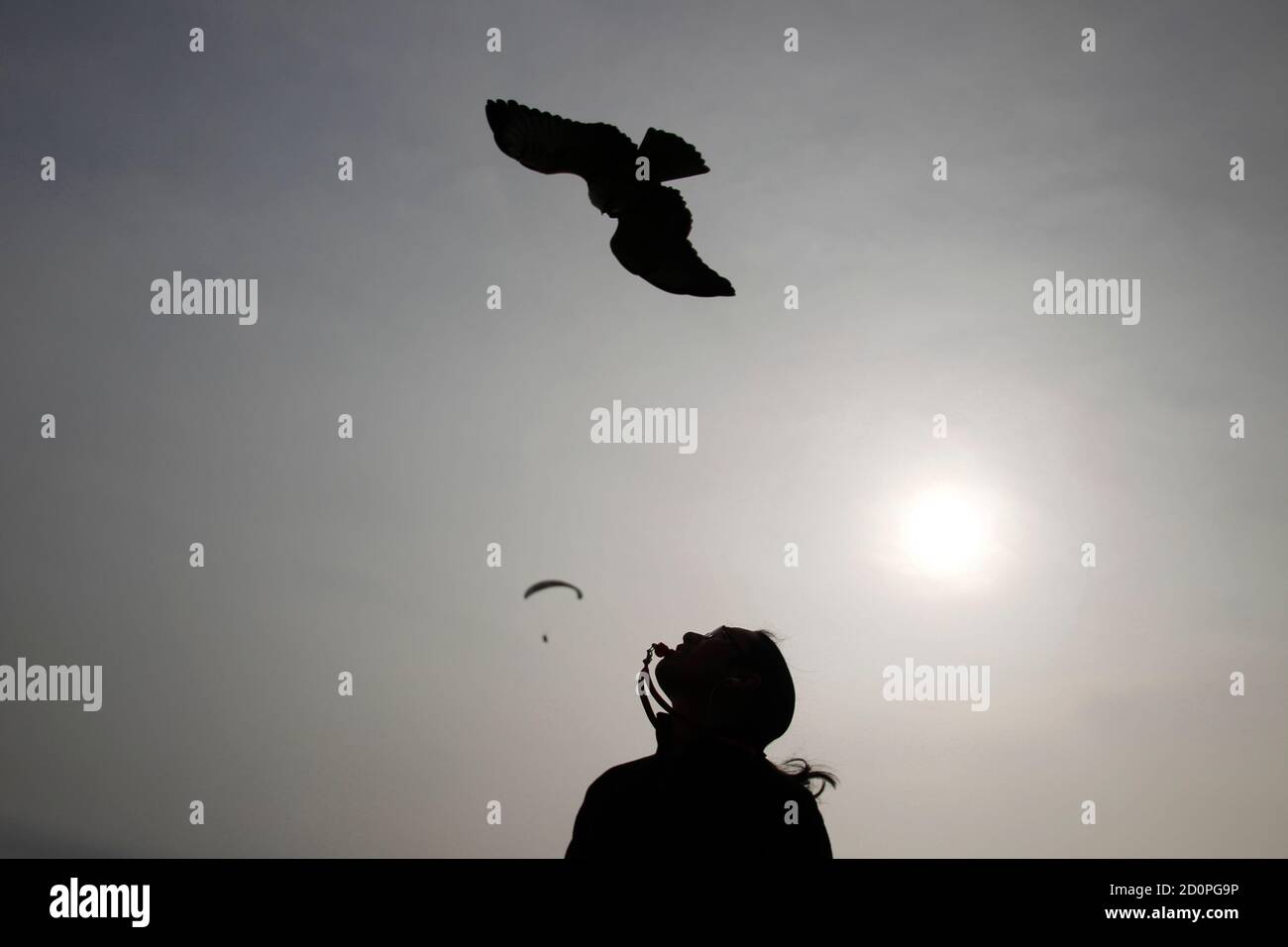 Peruvian Stanley Yep calls his red-backed hawk with a whistle at a paragliding park in Lima October 1, 2010. Yep trains his birds to do parahawking, where they fly with paragliders and guide them to the thermals.  REUTERS/Pilar Olivares (PERU - Tags: ANIMALS SOCIETY SPORT) Stock Photo