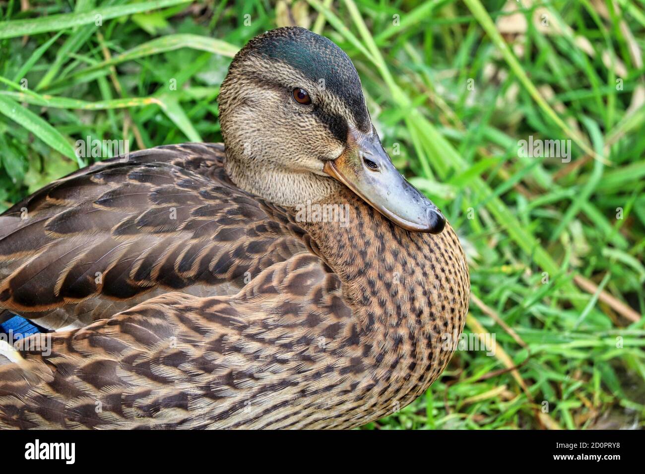 Duck at a park Stock Photo