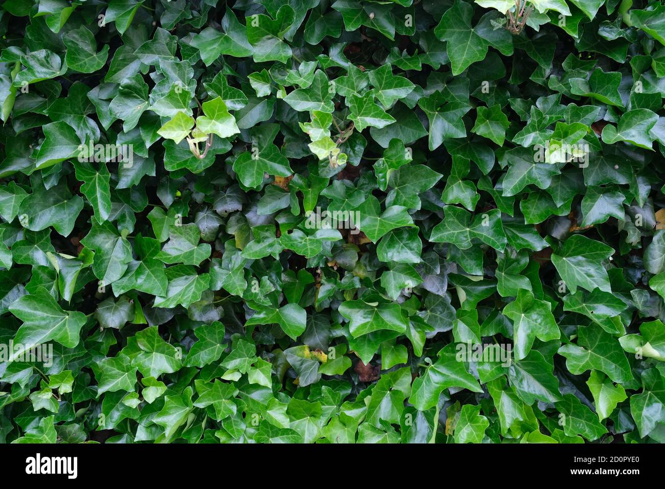 Closeup shot of a green natural ivy hedge background Stock Photo