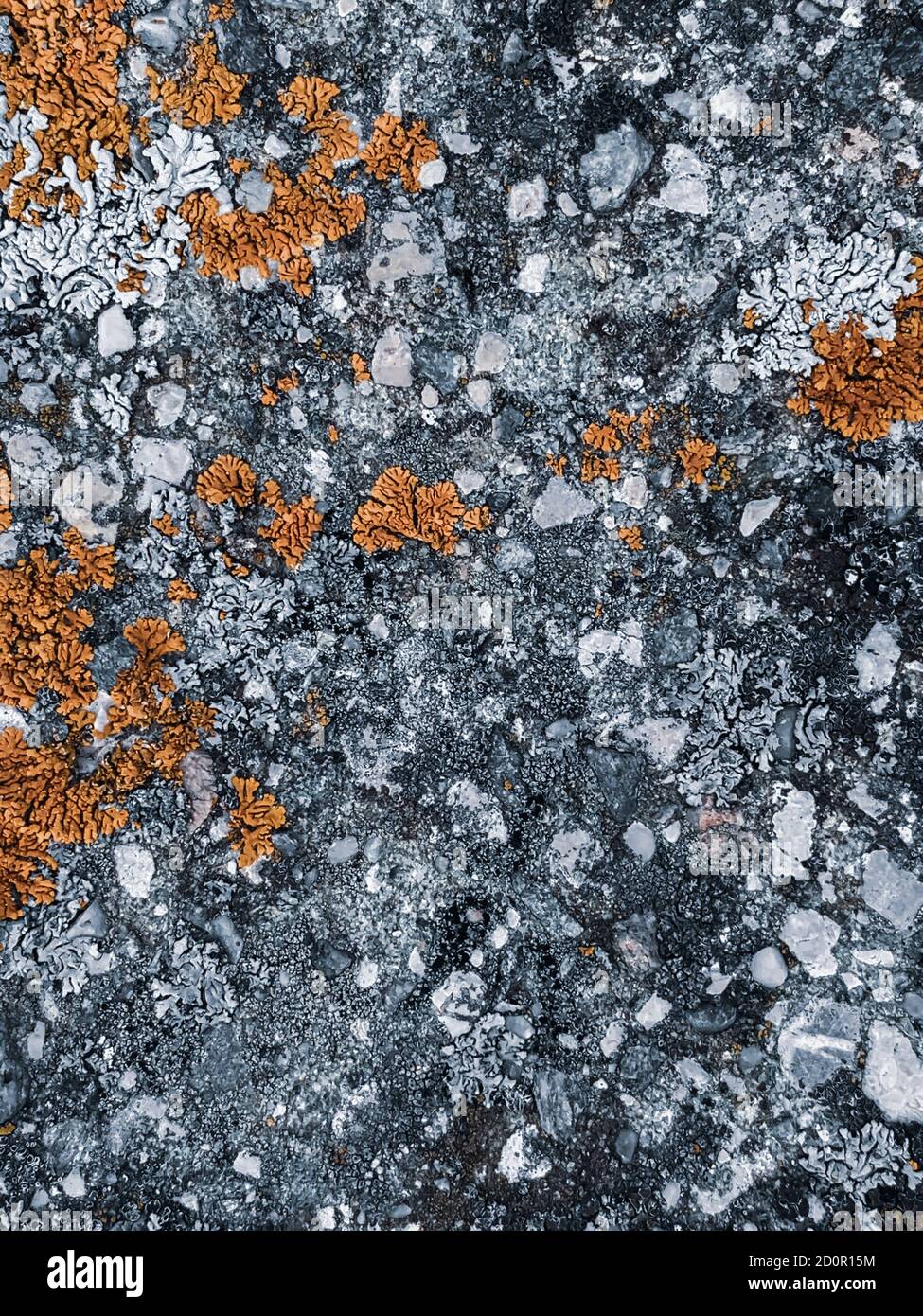Top view shot of 'lecanora helicopis' rim lichens on a gray rocky surface Stock Photo
