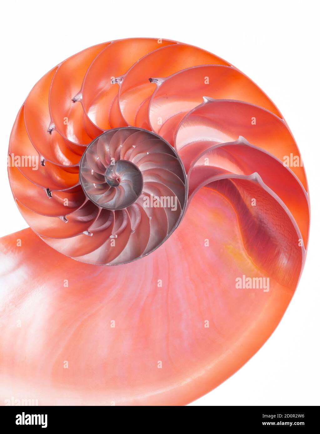Detailed red halved shell of a chambered nautilus (Nautilus pompilius ...