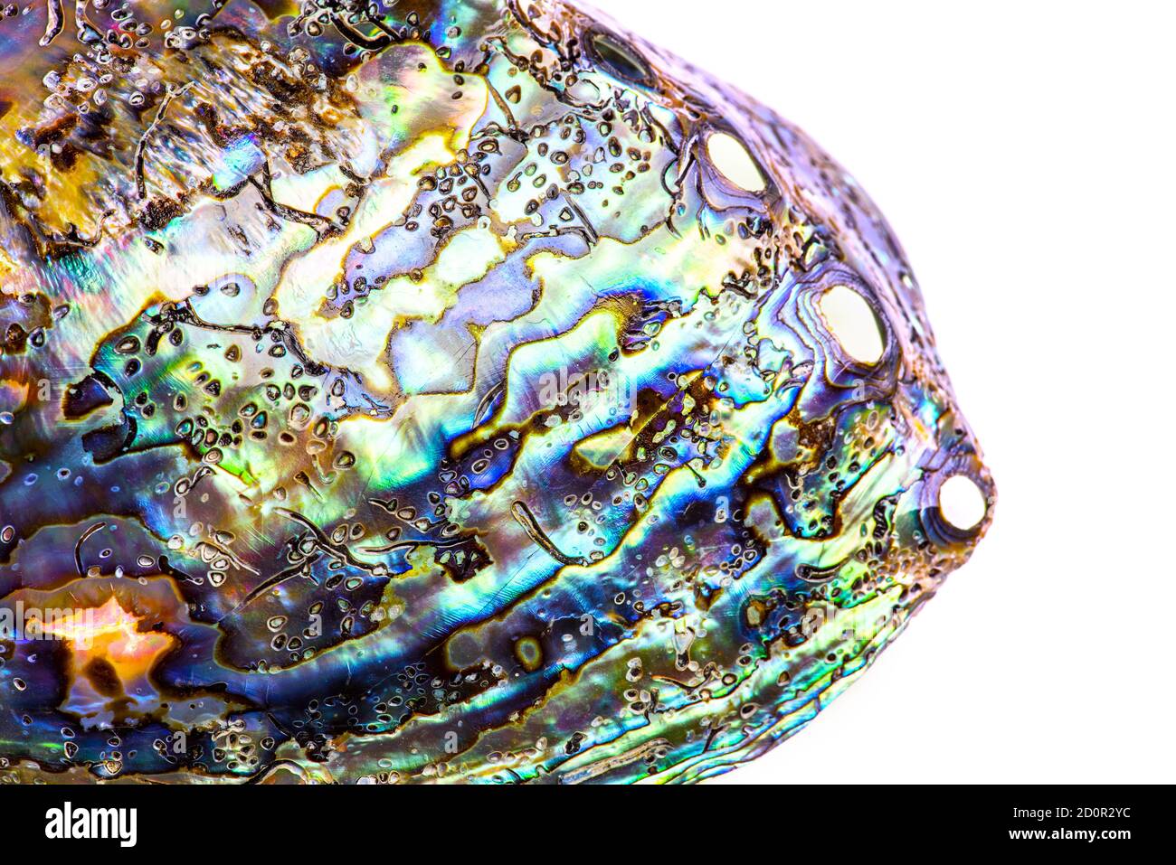 Macro of polished paua abalone sea shell (Haliotis iris) from the New