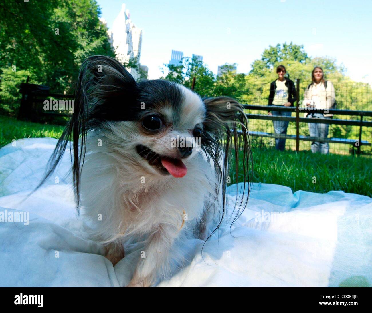 Guinness World Record's Smallest Living Dog, Boo Boo, poses during a photo  call in New York September 15, 2010. Boo Boo, a Chihuahua, measures 4  inches (10cm) tall,  inches () long