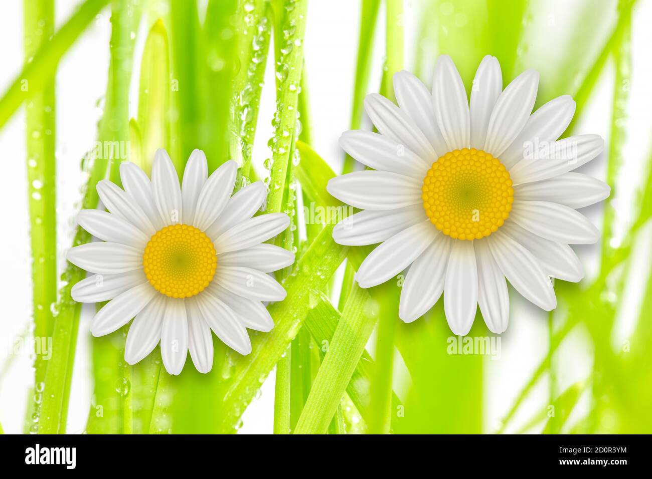 Flowers background, white spring flowers and green grass Stock Photo ...
