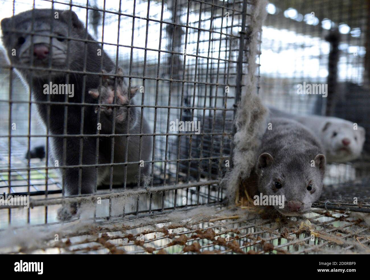 jyllinge high resolution stock photography and images alamy