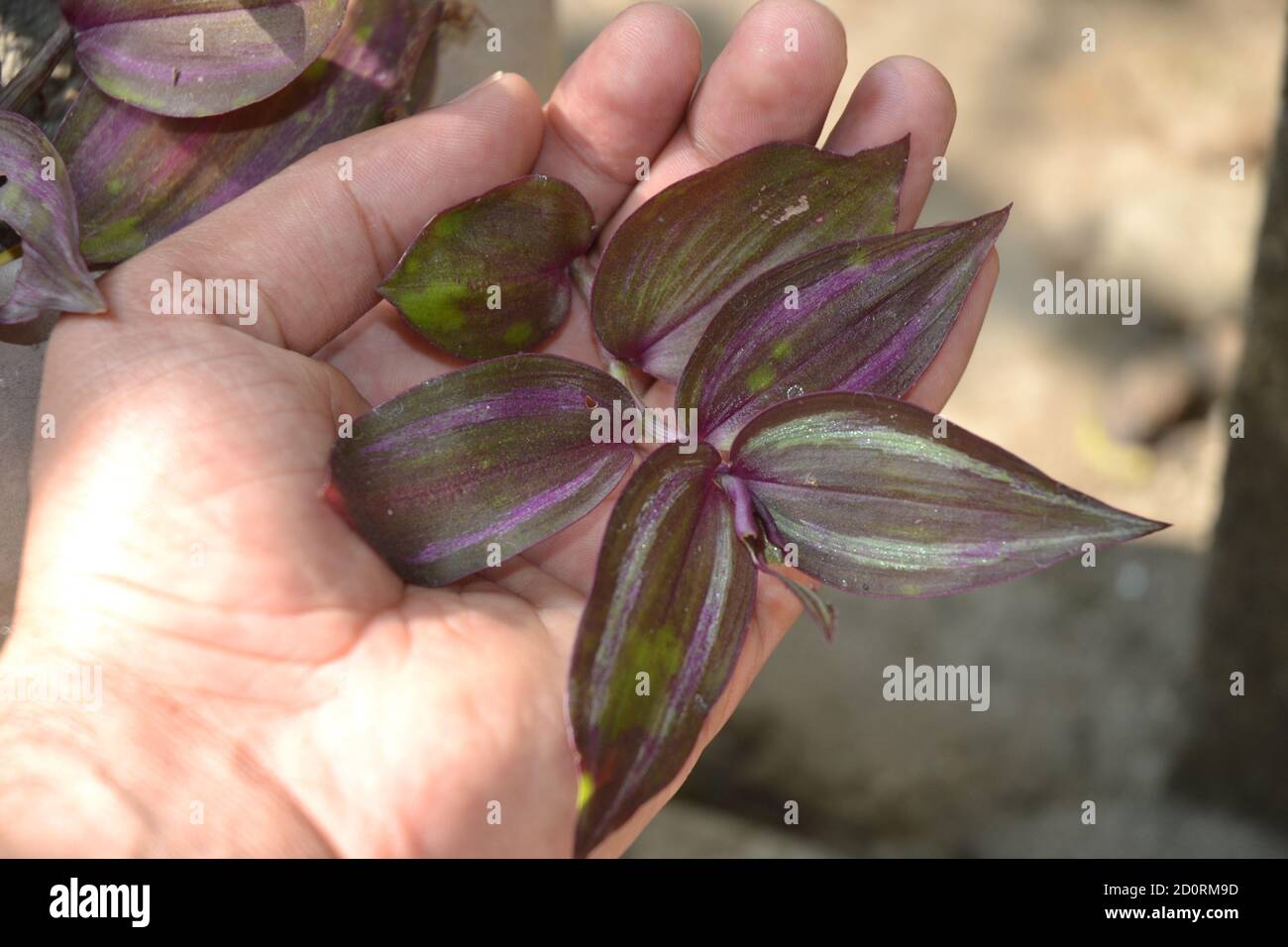 small plant in human hands, pot. Stock Photo