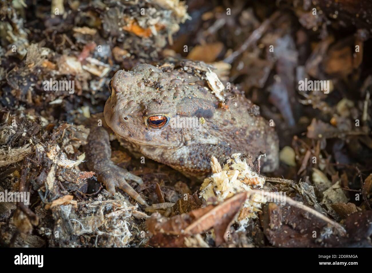 Common toad, bufo bufo, hiding in a garden in UK Stock Photo
