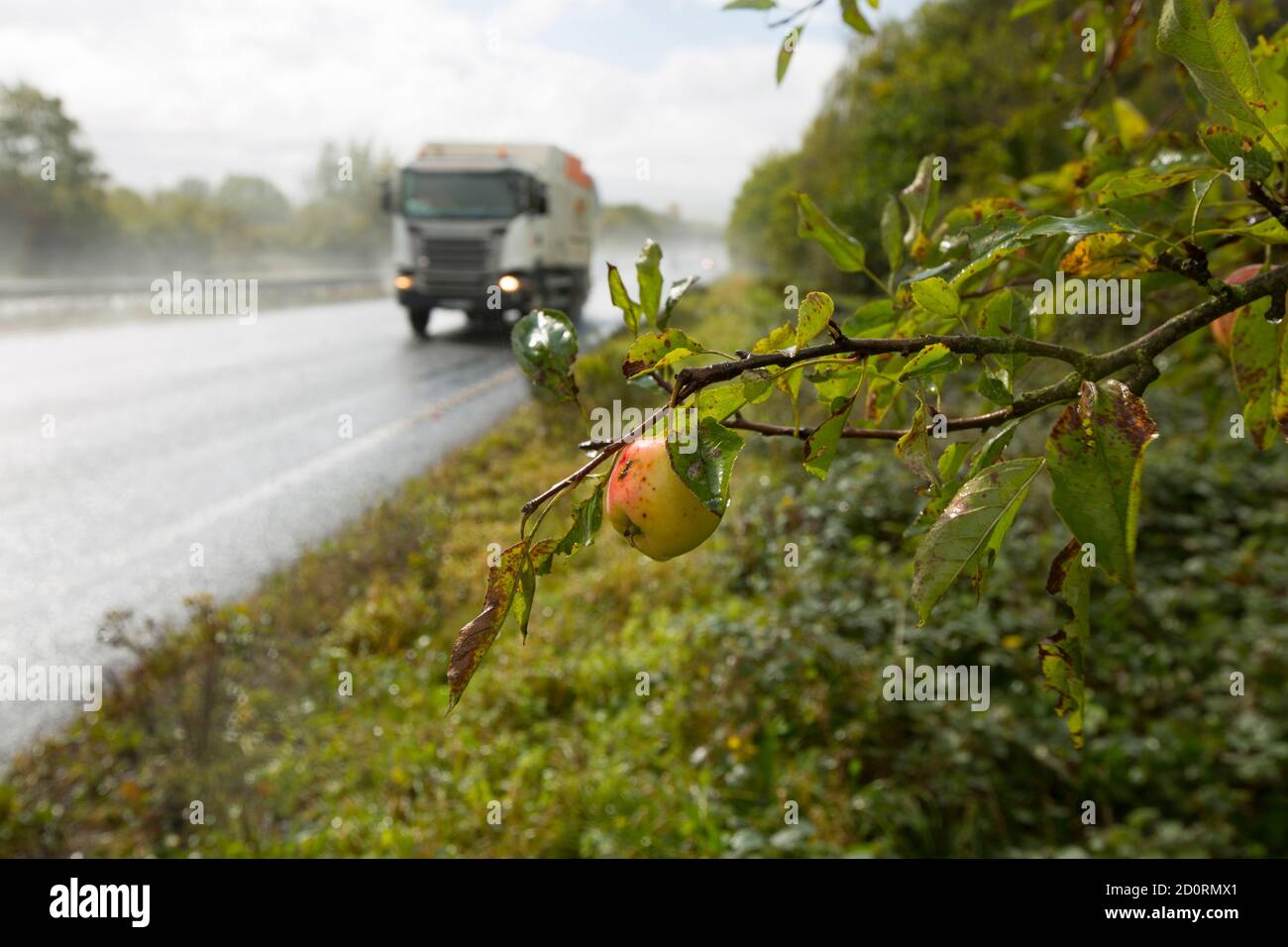 An apple tree growing along the side of the A303 in Somerset bearing