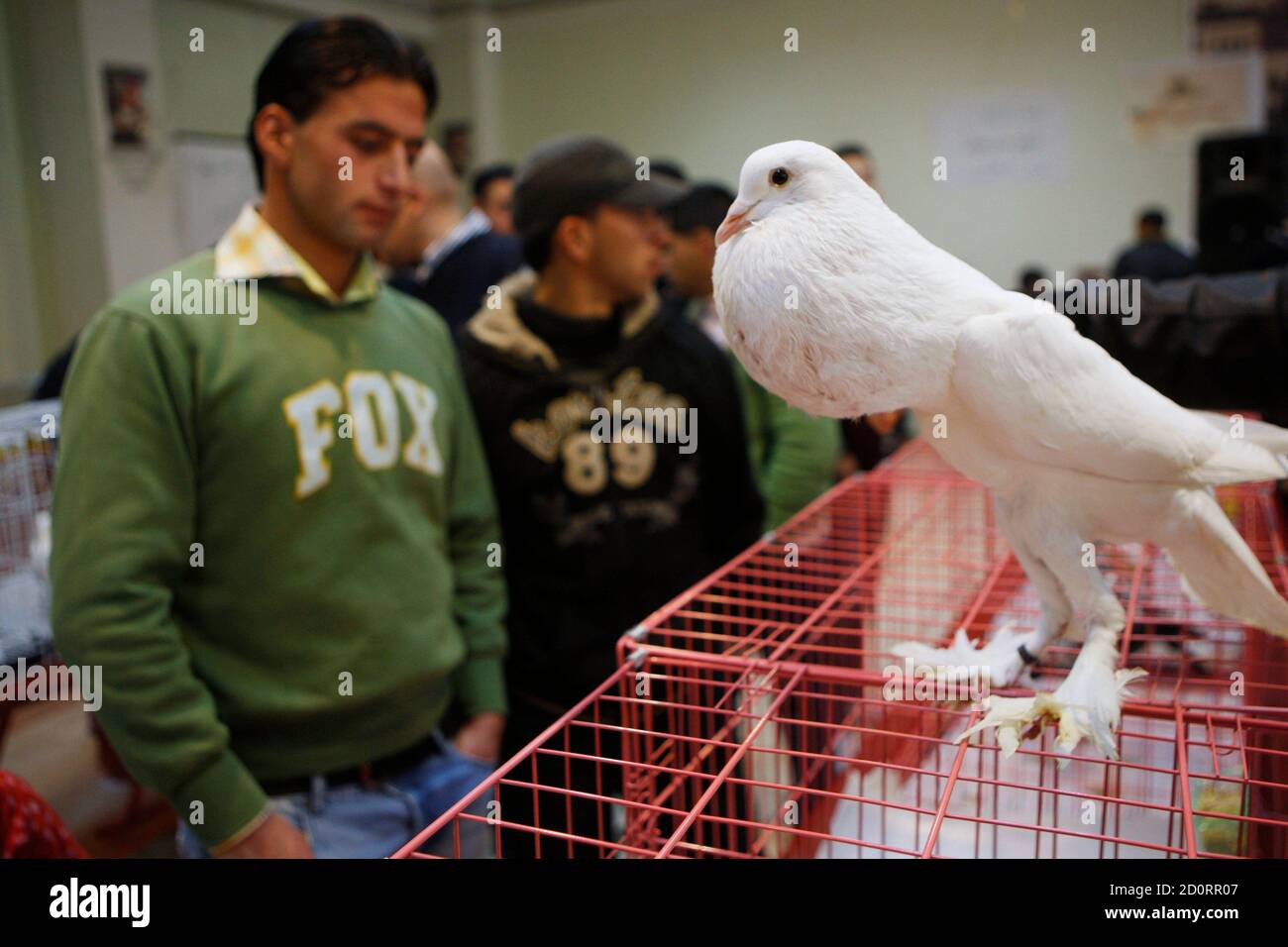 Pigeons in cage pigeon show hires stock photography and images Alamy