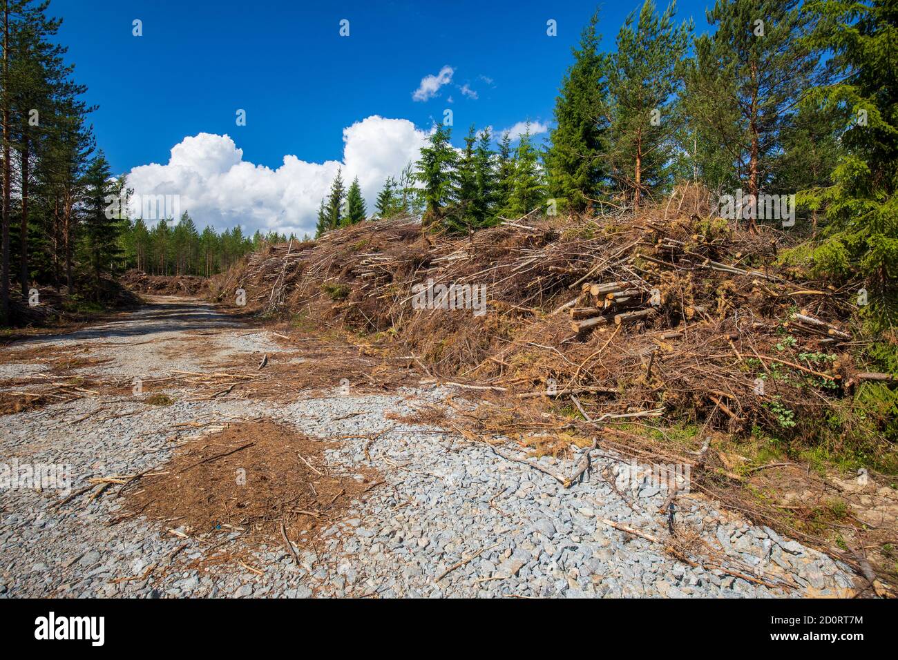 Logging debris collected to sides of a logging road . Later used as energy wood and burned to produce heat and electricity , Finland Stock Photo