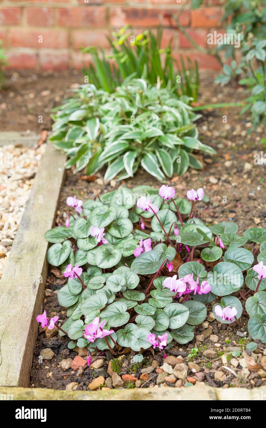 Spring flowers in a garden flowerbed with cyclamens and alstroemeria, UK Stock Photo