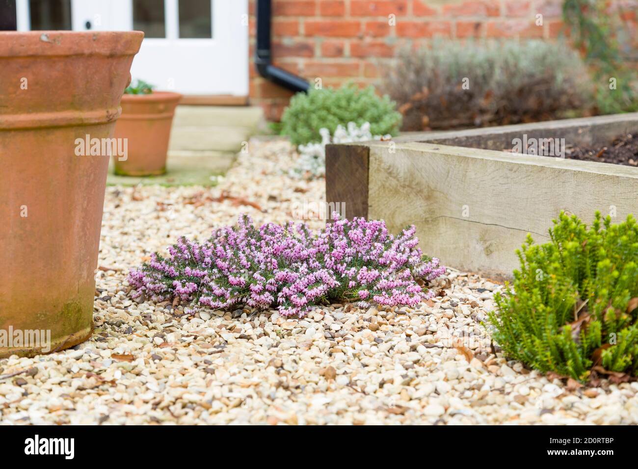 Colourful garden in winter time, winter gardening scene in a home, UK Stock Photo