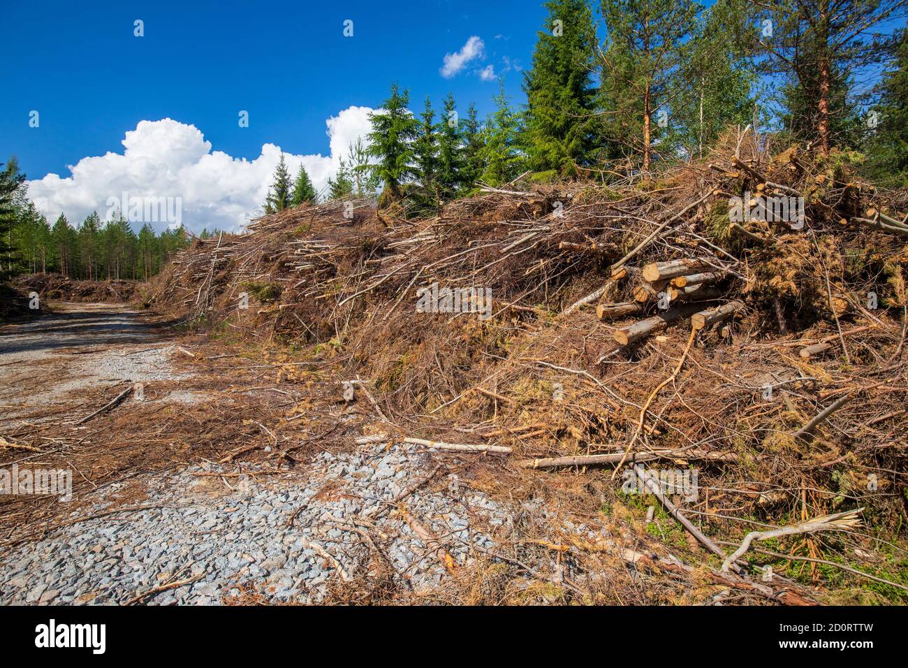 Logging debris collected to sides of a logging road . Later used as energy wood and burned to produce heat and electricity , Finland Stock Photo